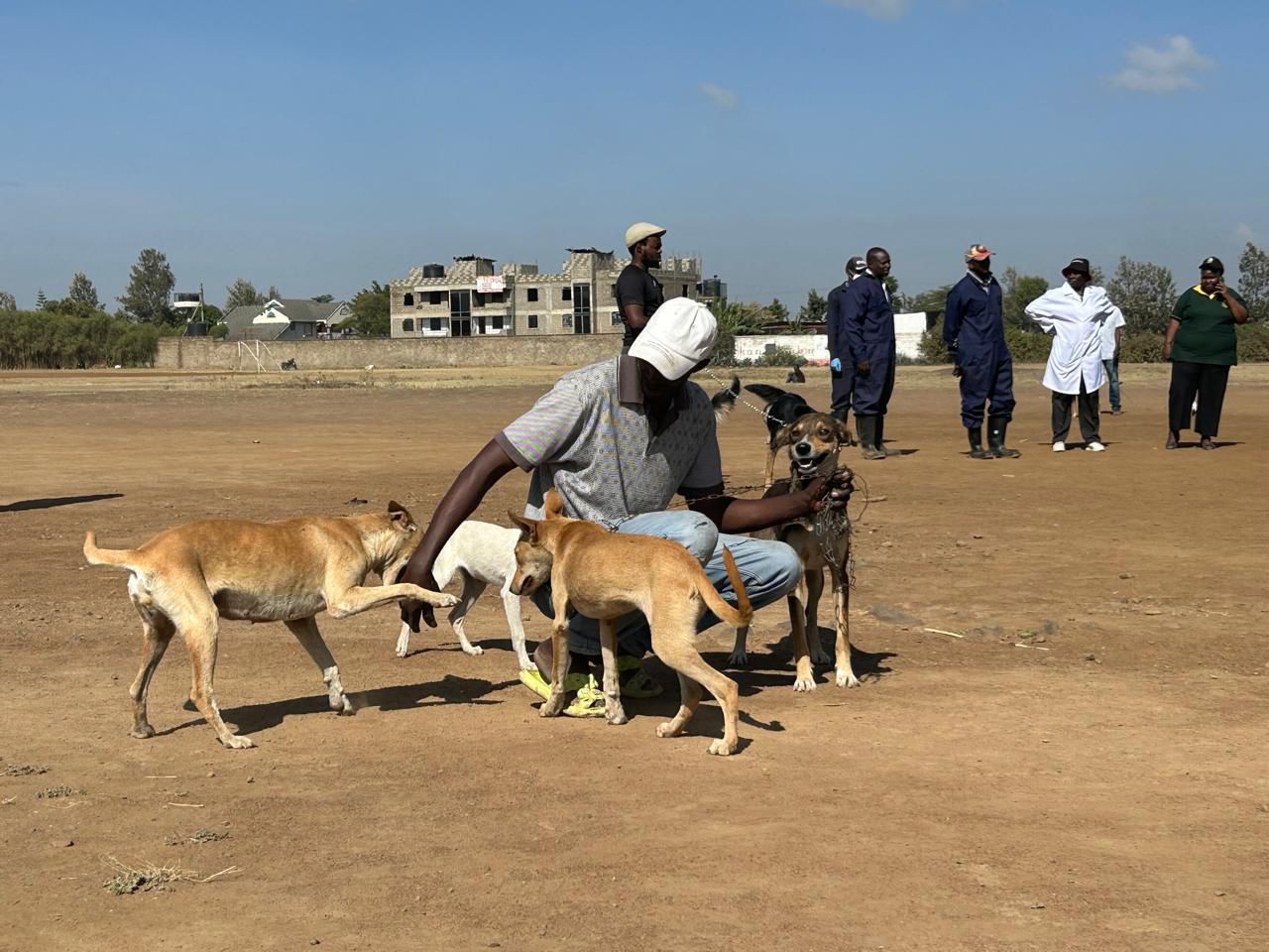 City Hall rabies drive gains momentum as 2,418 animals vaccinated