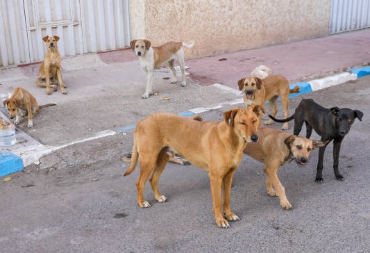 Murang’a on high alert as stray dog attacks increase
