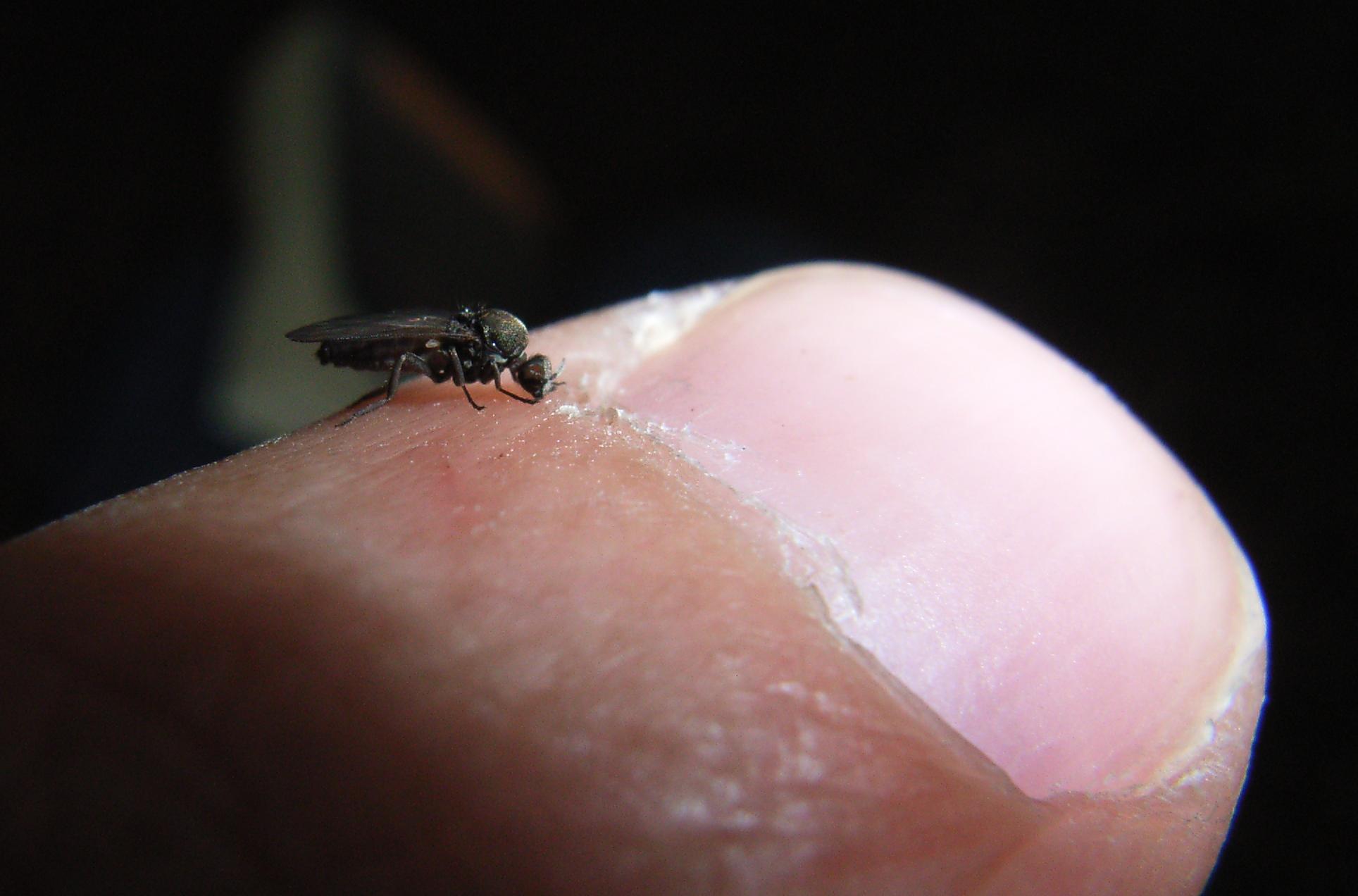 Experts warn as Kala Zar-causing sand flies creep closer to homes
