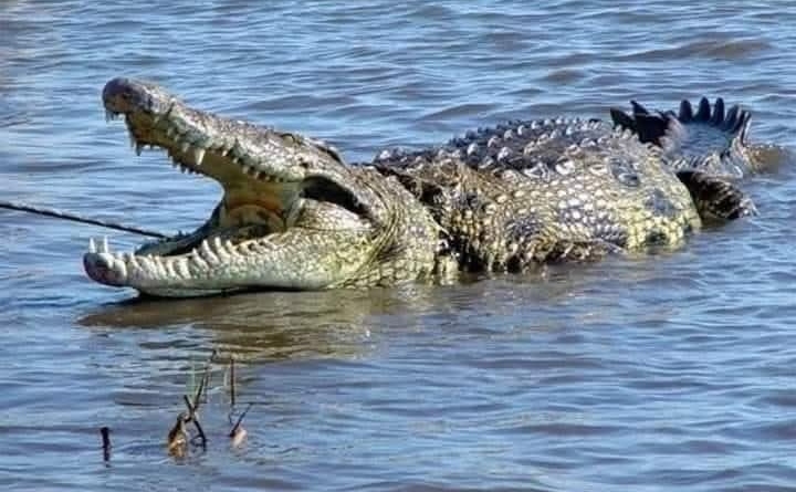 52-Year-Old Man Swallowed by Crocodile While Fleeing Elephants