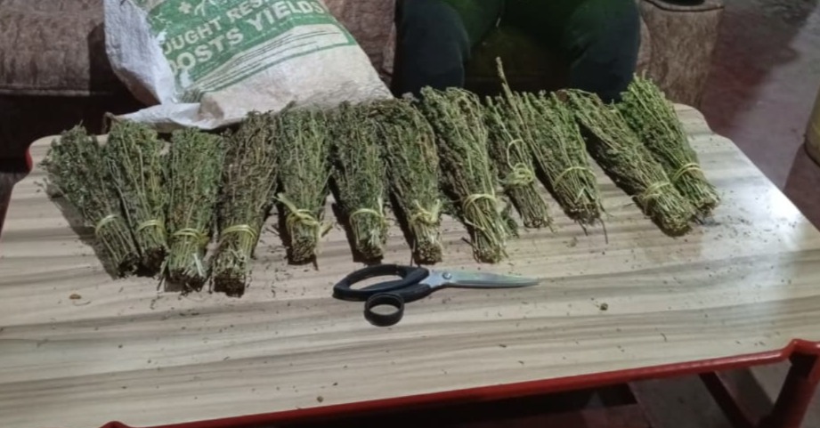 Nacada seizes bhang, arrests 3 in Matuu raid
