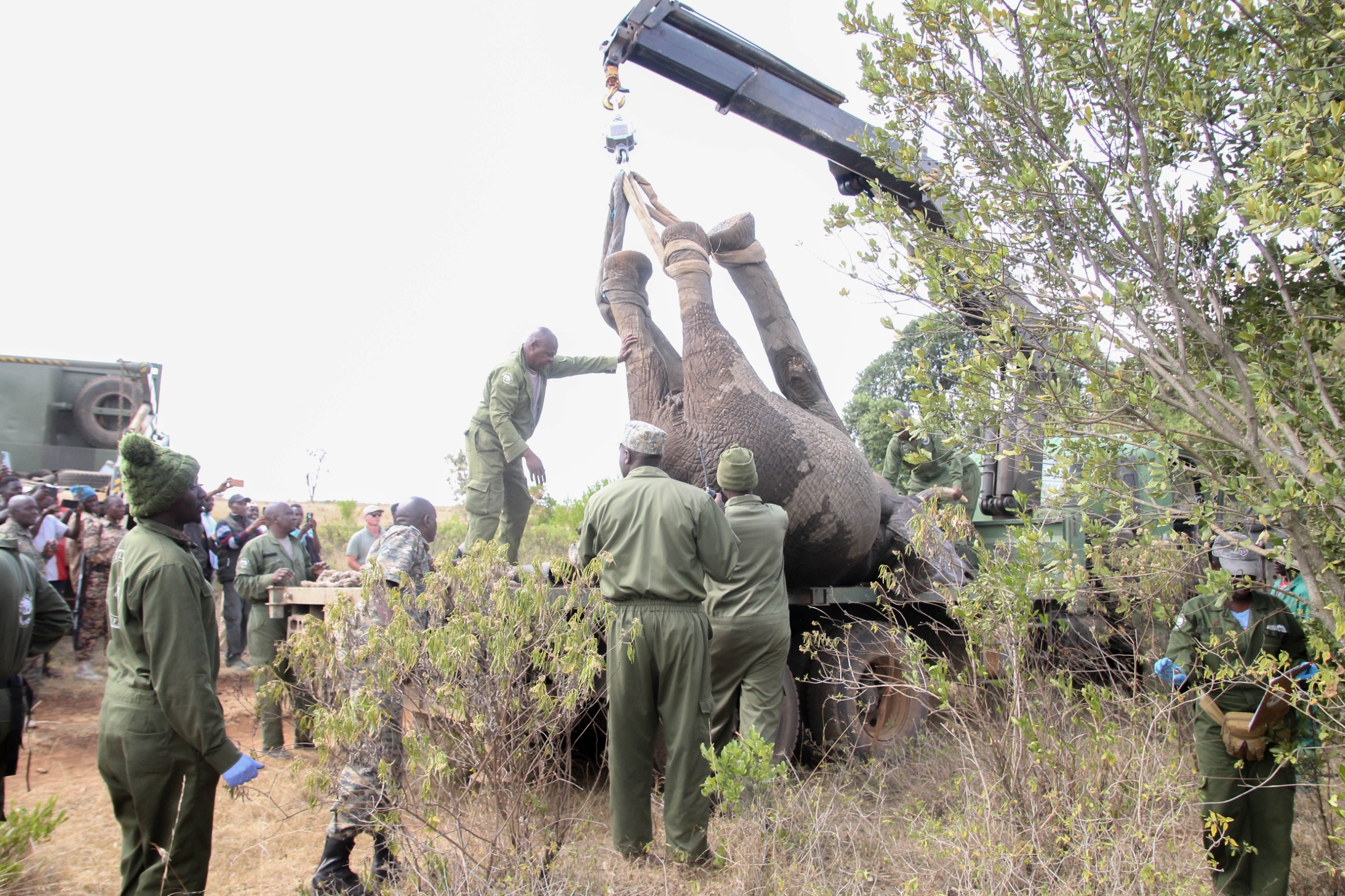 [PHOTOS] KWS relocates 2 jumbos from Salama