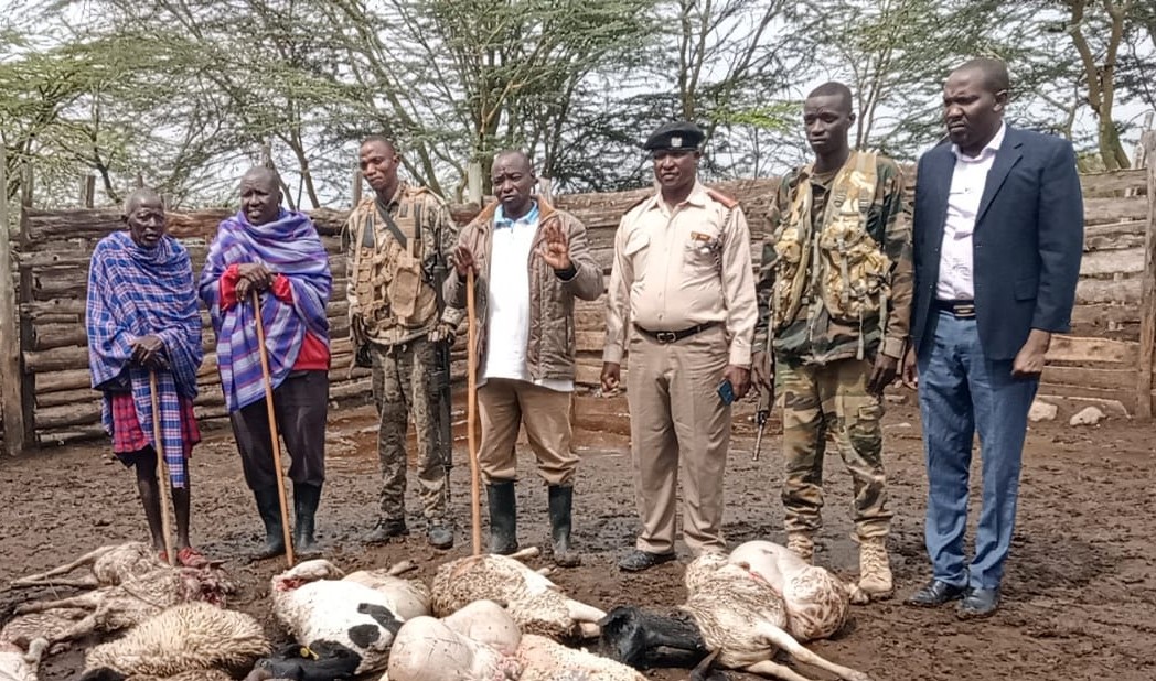 Wild visitor, deadly toll: 25 sheep killed in Kajiado