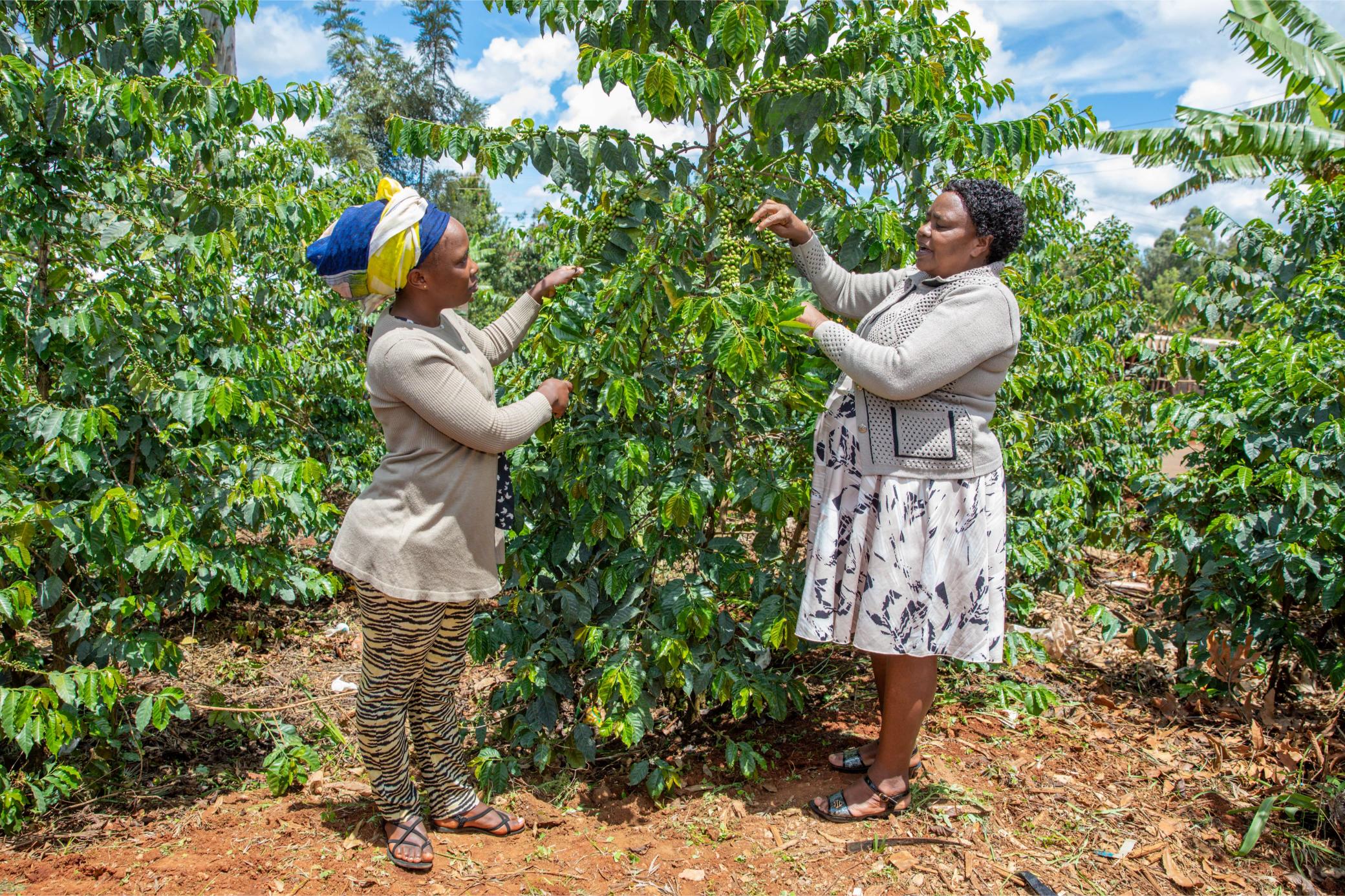 Bitter brew: Hidden cost of Kenya’s coffee boom