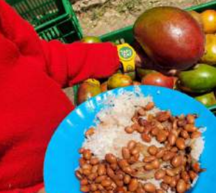 Fresh mangoes draw more children to school in Nairobi