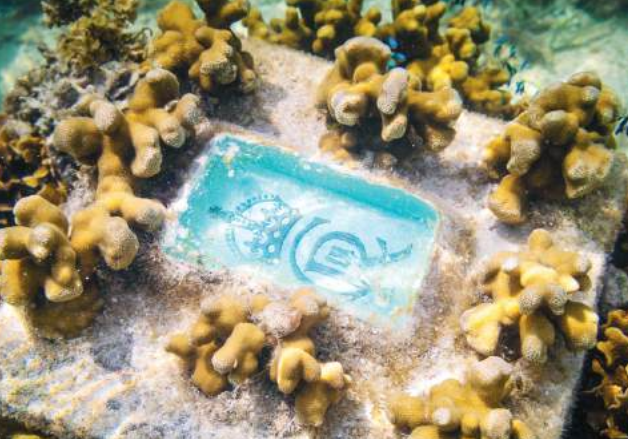 How coastal community is restoring degraded coral and reviving economy