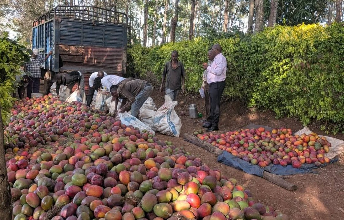 Excess mango supply hits Murang’a