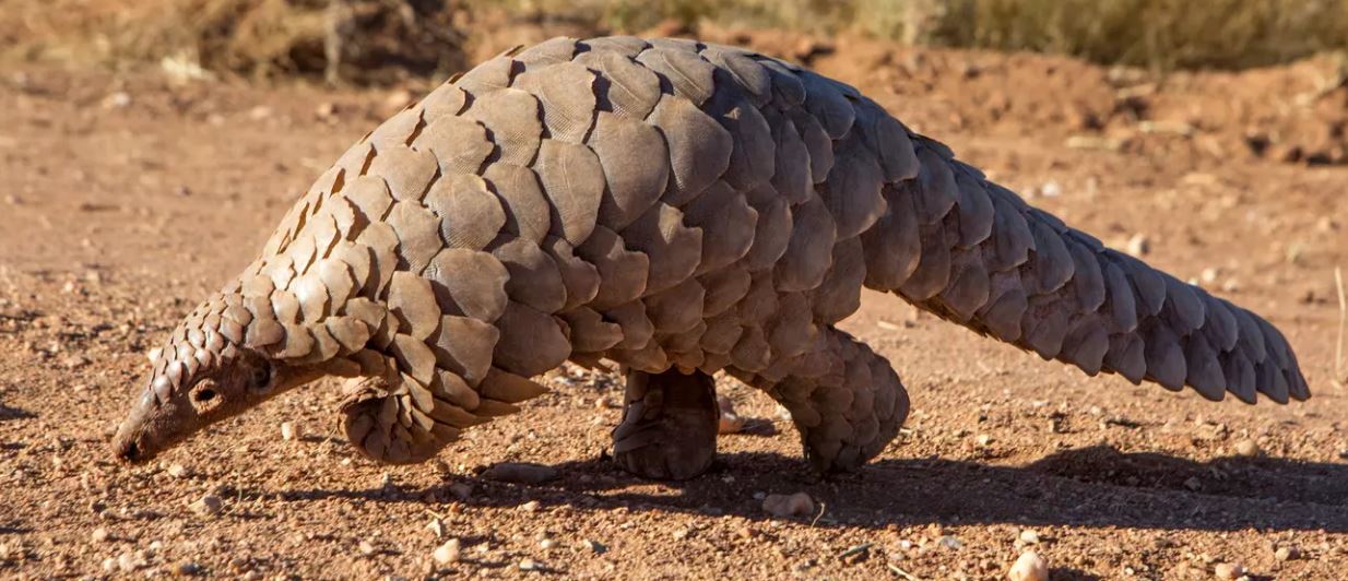 Kenya among Africa’s pangolin trafficking hotspots