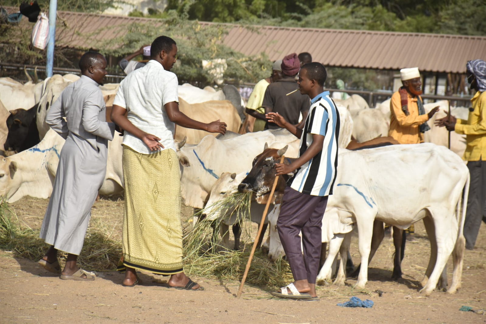 Relief as rains break prolonged dry spell in Garissa and Wajir