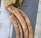 Suspected trafficker arrested with 39 kilos of elephant tusks in Kwale