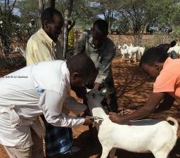 Government steps up livestock disease detection to protect farmers