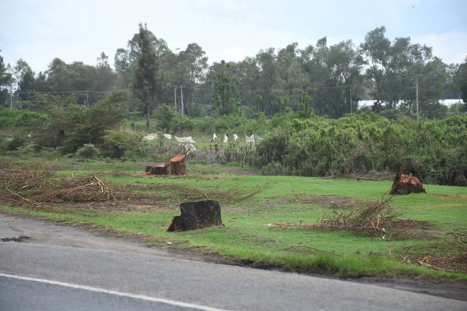KeNHA to replant 4 trees for every one removed on Rironi-Mau Highway