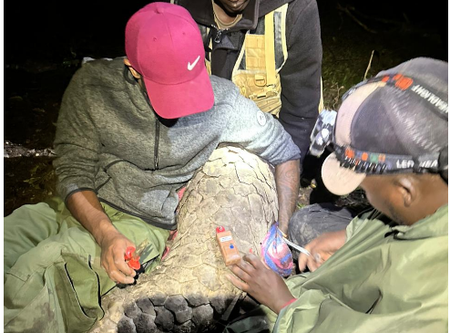 Rare Pangolin tagged to combat wildlife crime