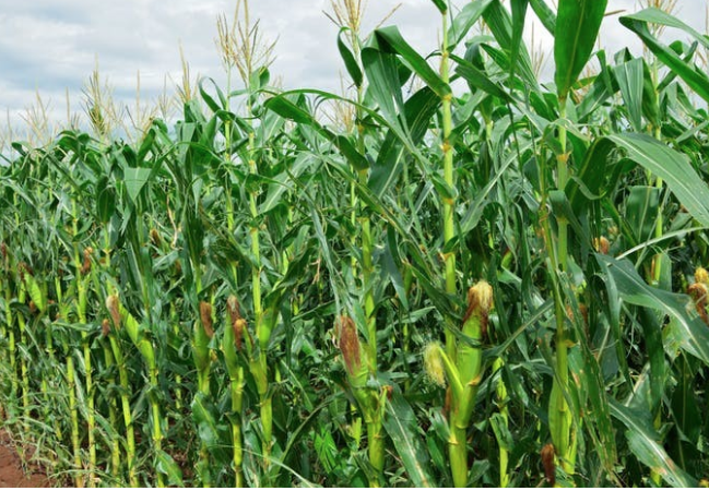 Agriculture prioritised in policy but underfunded in 2026 budget