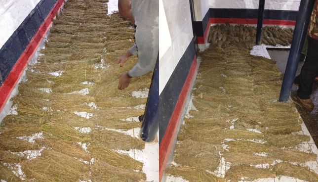 Molo Drug Bust: NACADA Seizes Sh1 Million Cannabis Haul After Dramatic Night Chase