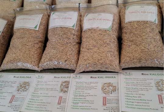 Kalro develops four new rice varieties to boost yields