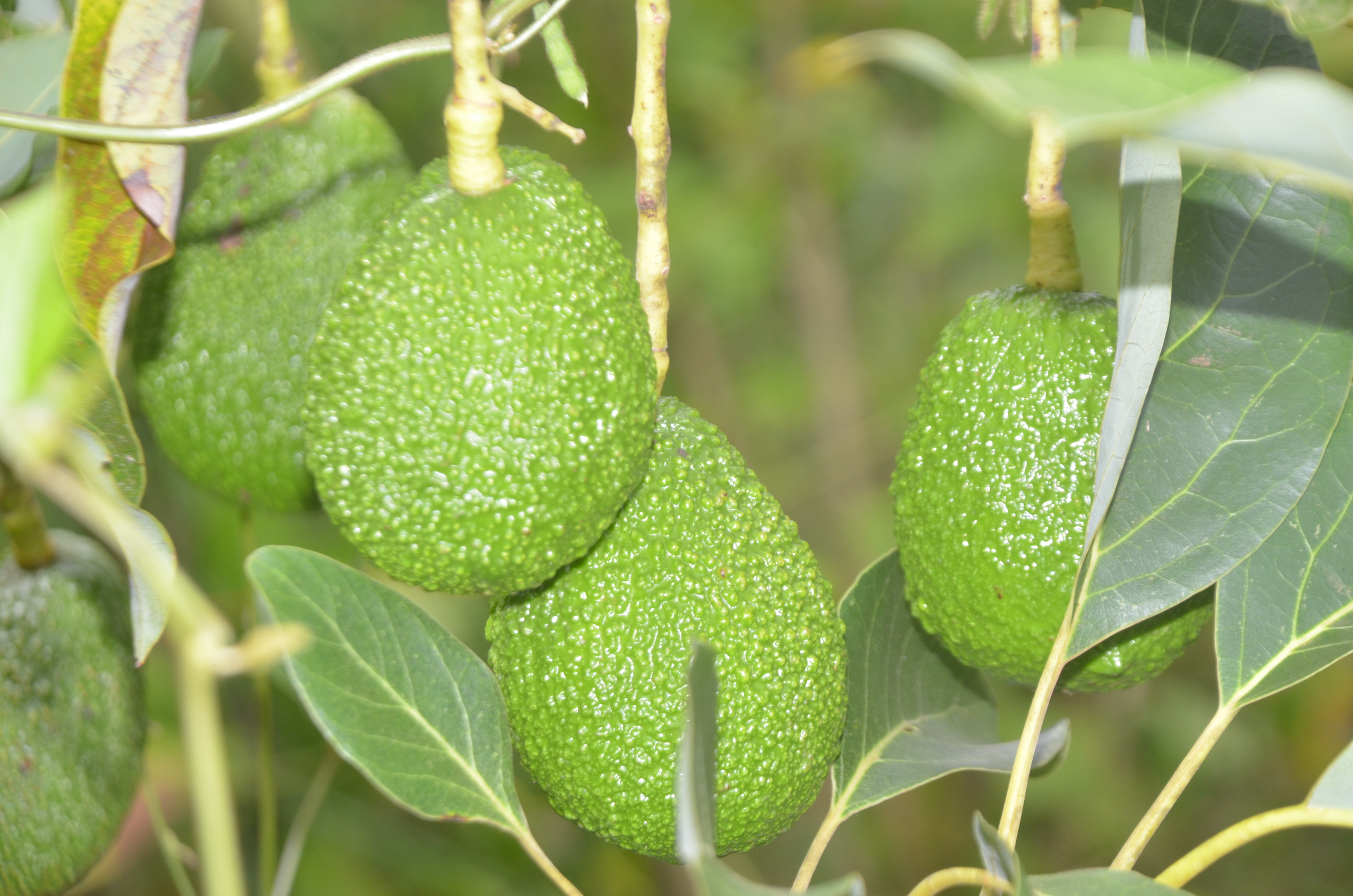Murang'a bans avocado transportation at night