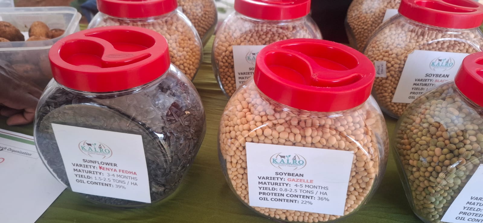Kenya launches sunflower drive to cut Sh145bn edible oil import