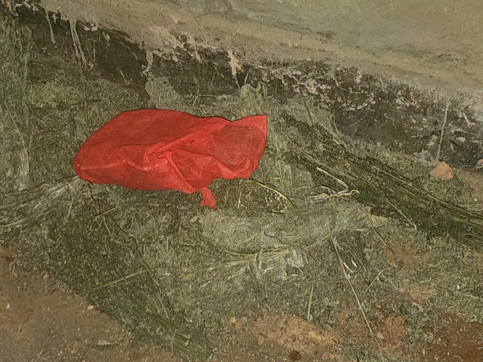 NACADA recovers sack of Cannabis in Kisii raid as suspect escapes