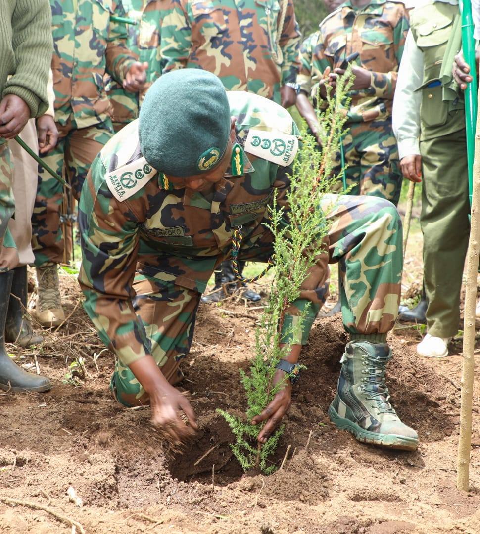 KFS puts Friends of Karura on notice over tree project