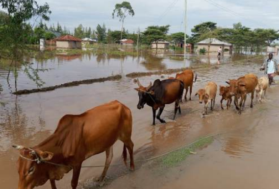 Heavy rains sweep away livelihoods as farms destroyed