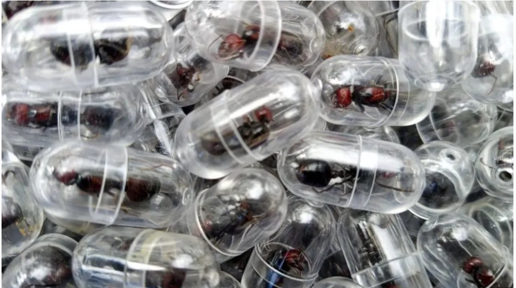 One ant for Sh28K: New frontier of wildlife trafficking
