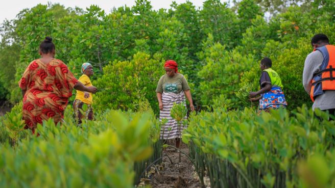 Mangrove planting alone can’t restore ecosystems – scientists