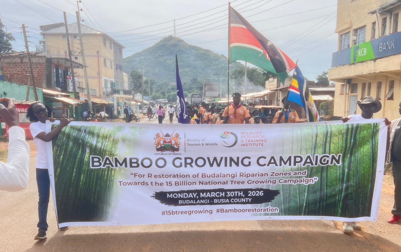 Bamboo restoration revives Nzoia basin, Budalangi flood zones