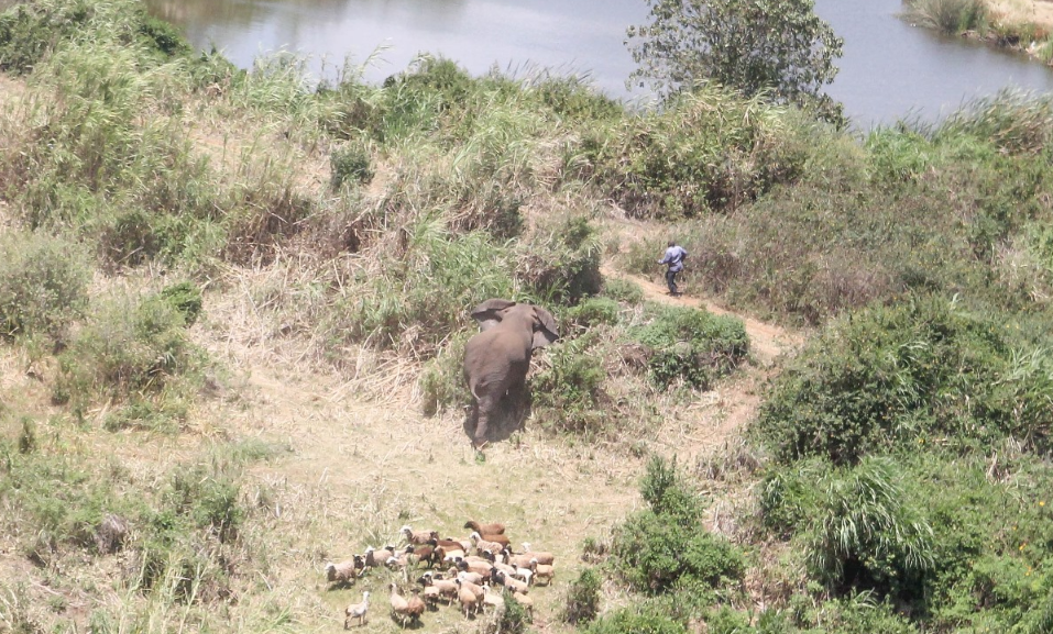 Kenya’s human-wildlife conflict: What works, what fails