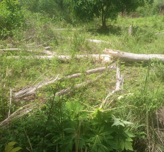 Marakwet East farmers seek compensation after elephants destroy crops