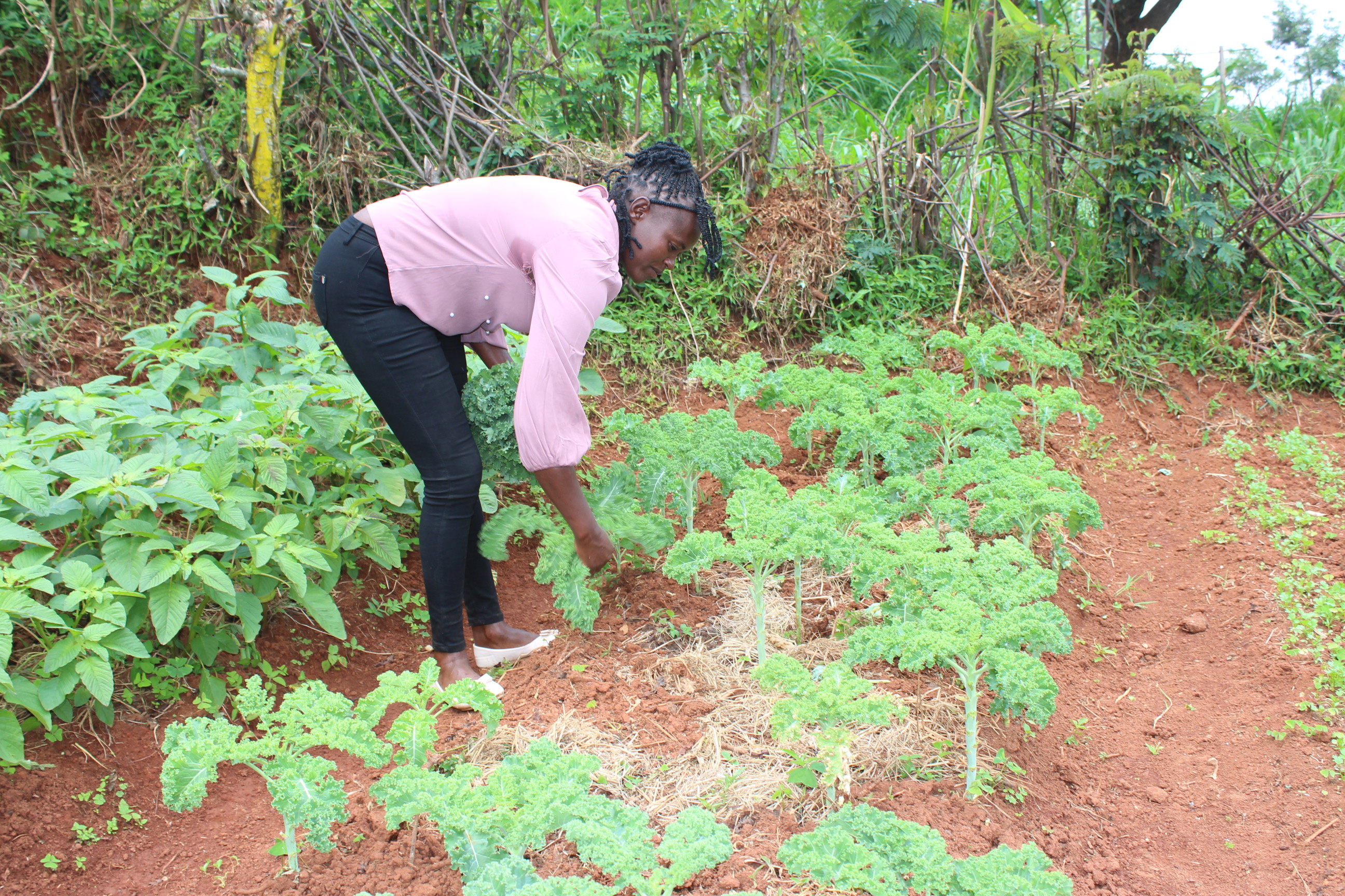 Taming the toxic: New push to clean up Kenya’s farm chemical crisis