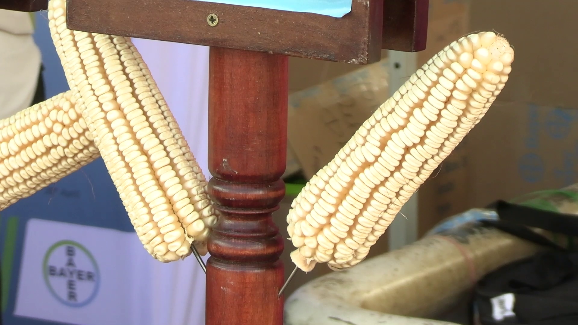 Avoid fake seeds to guarantee improved yields, farmers urged