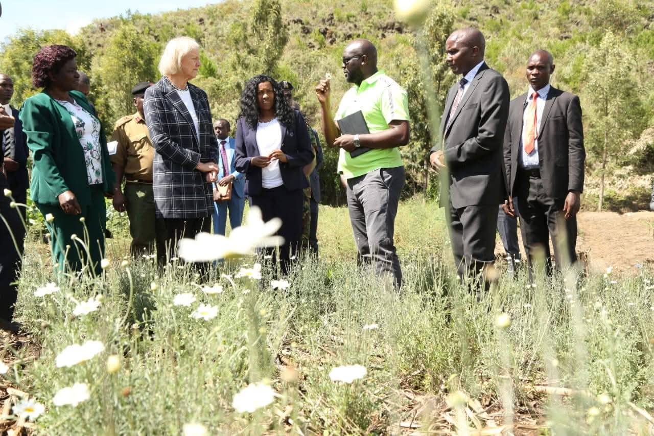 New law sparks hope for pyrethrum sector revival