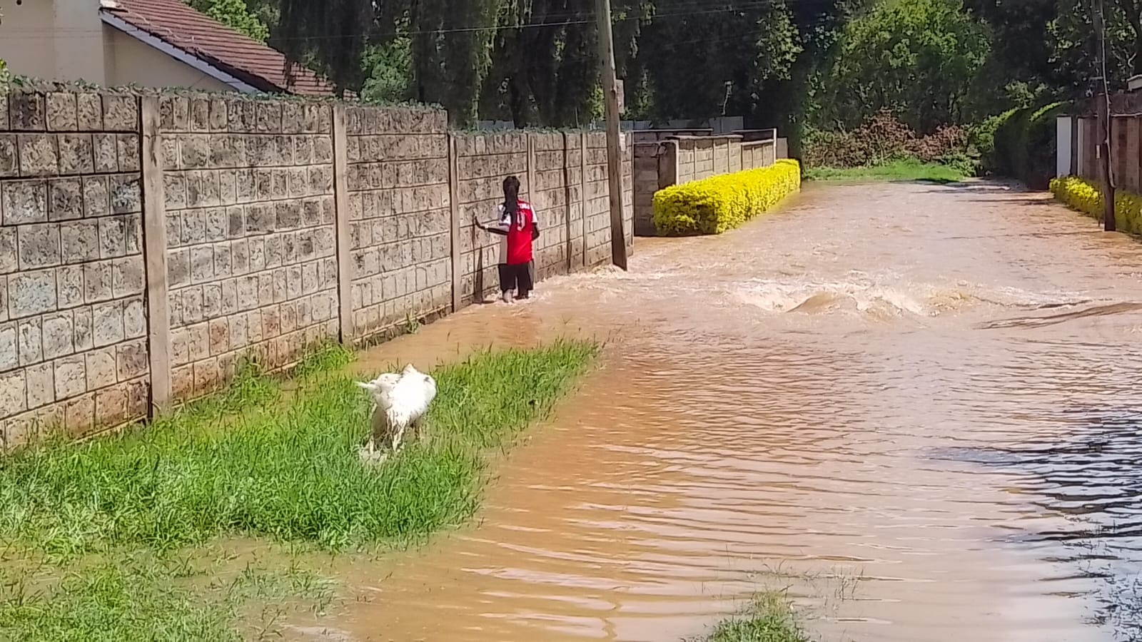 Families displaced after River Sosiani bursts its banks