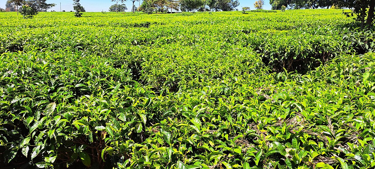 OUT AND ABOUT: Limuru, where to chill out and learn farming