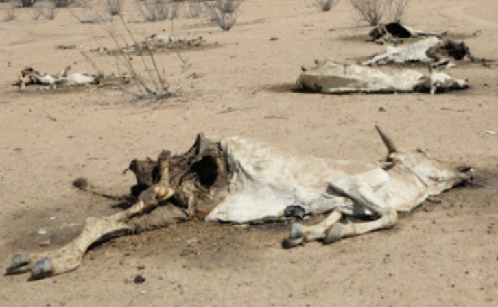 Report puts Kenya among world’s hungriest nations