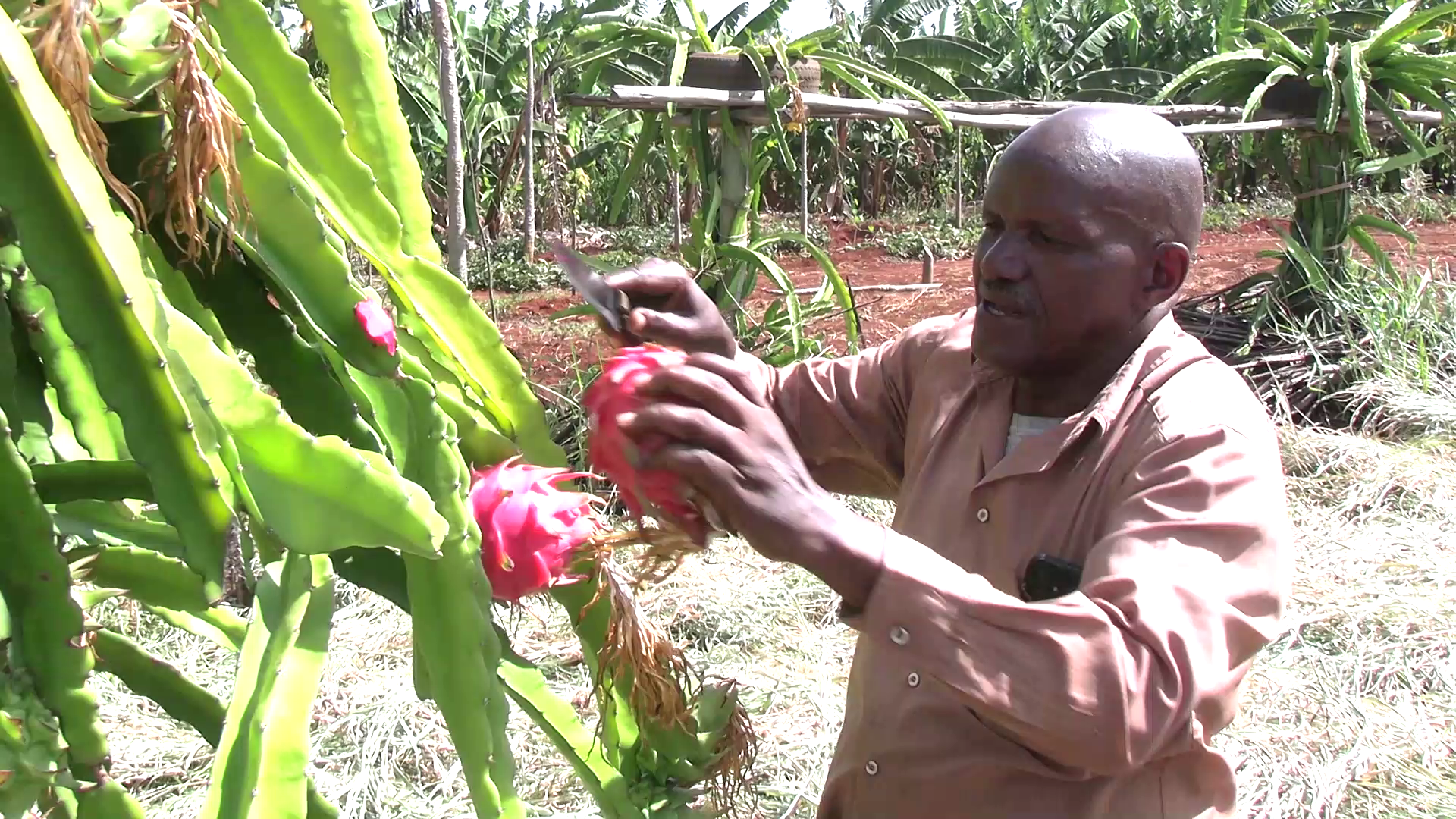 Irrigation plan spurs shift to high-value crops in Runyenjes