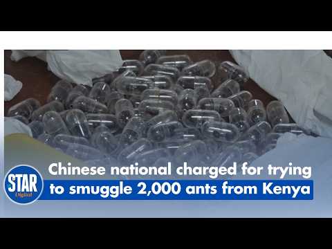 Chinese national charged for trying to smuggle 2,000 ants from Kenya