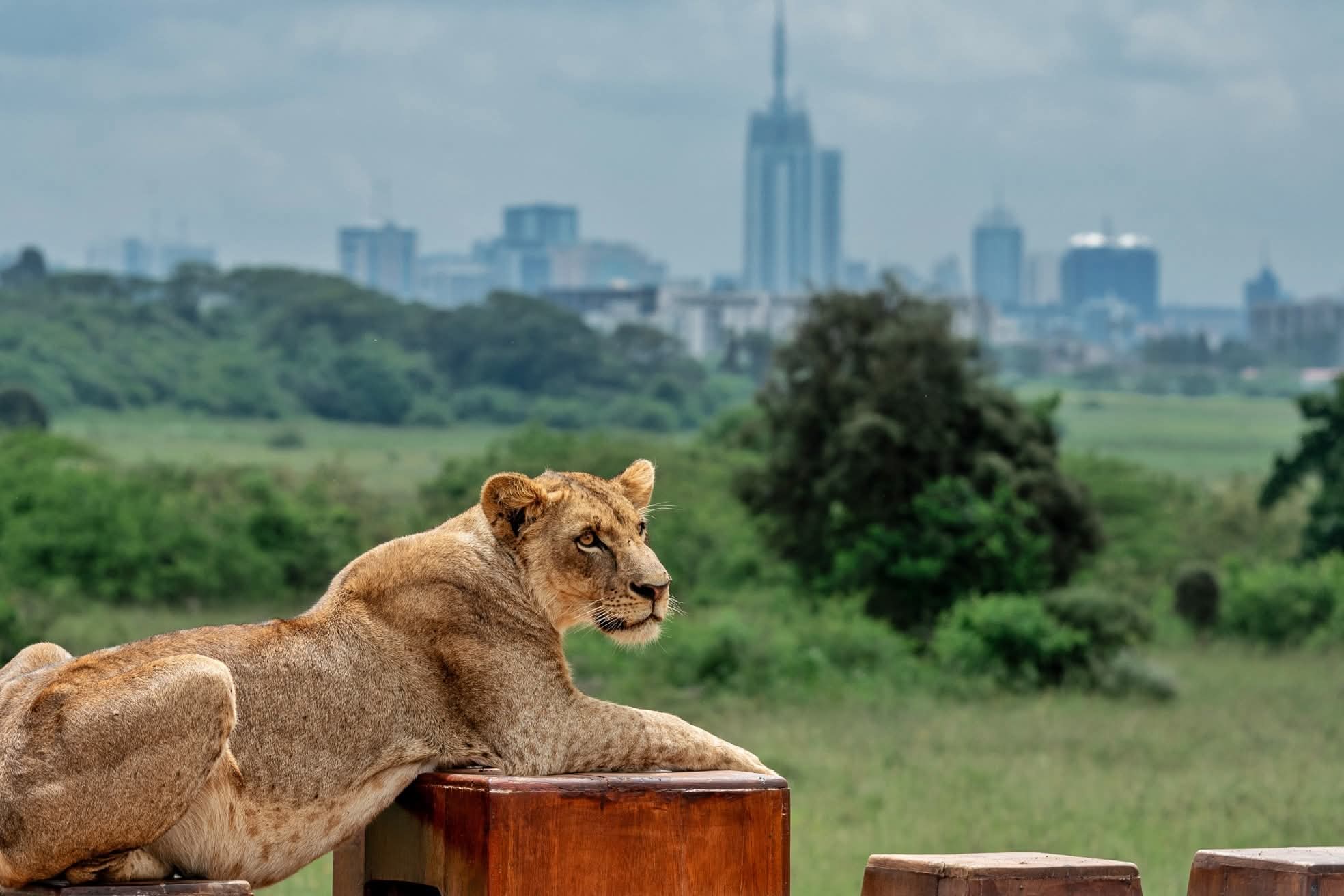 Lobby sounds alarm over activity inside the Nairobi National Park