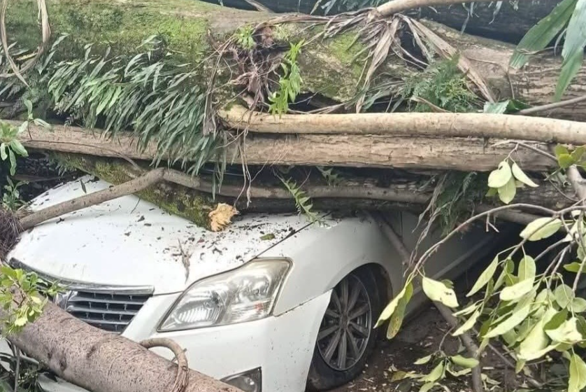 Tree falls on car in Kericho after heavy rains