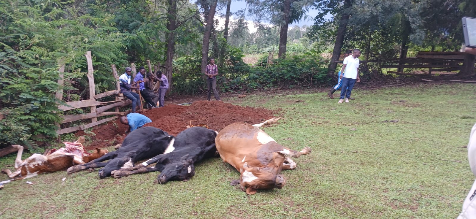 Farmer counts Sh1.2m loss after 9 cows poisoned