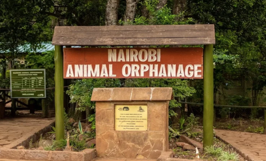 KWS refutes forest destruction claims in Nairobi park