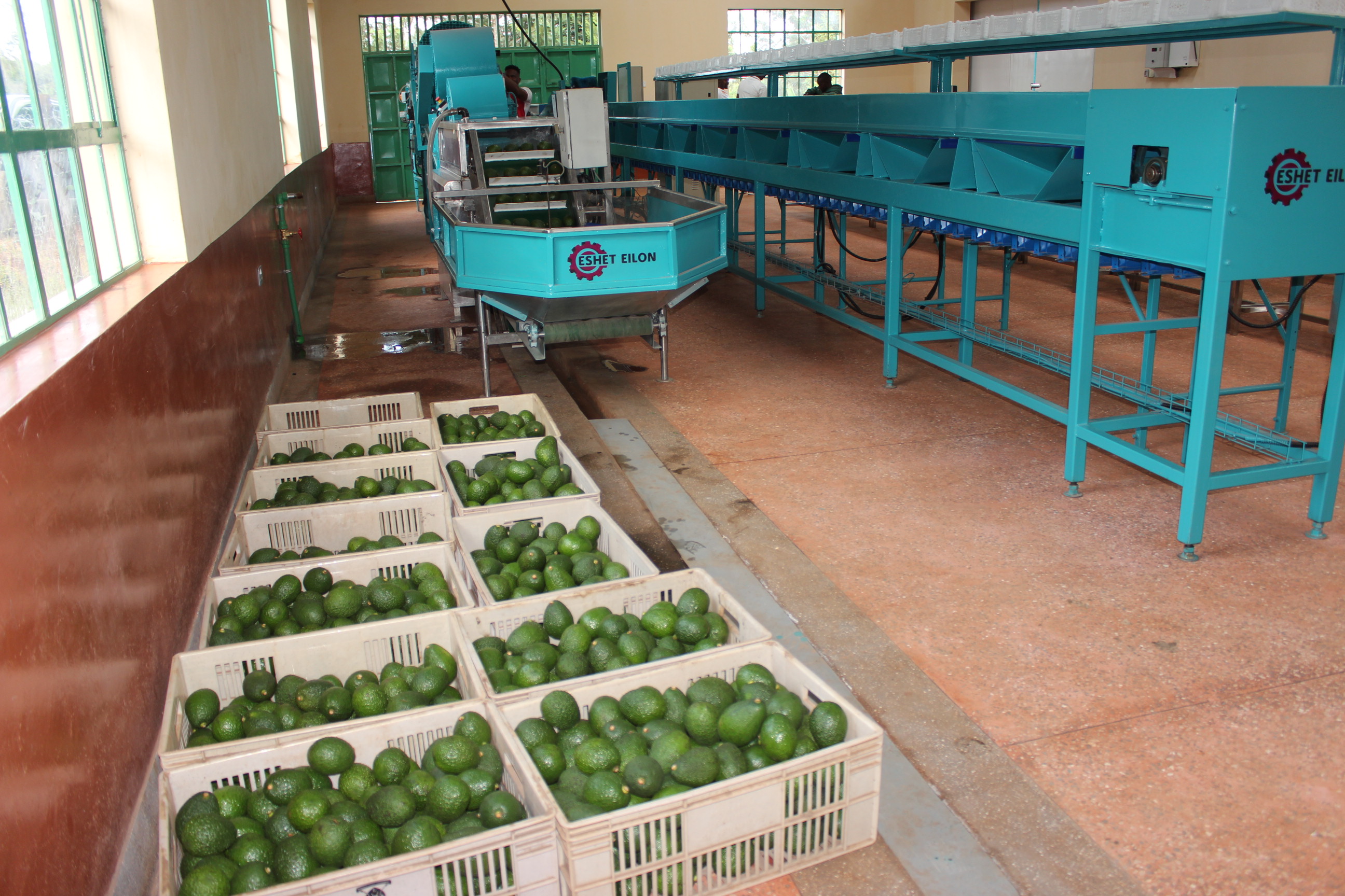 Avocado export season opens April 2, AFA confirms