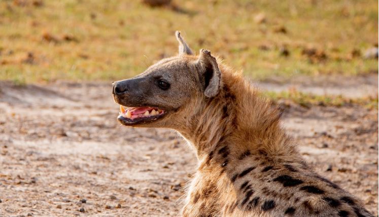 Fatal error: Hyena bite victim dies after skipping rabies jabs