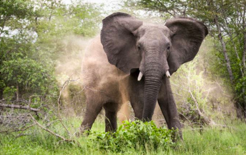 Study: Jumbo populations at risk as habitats shrink