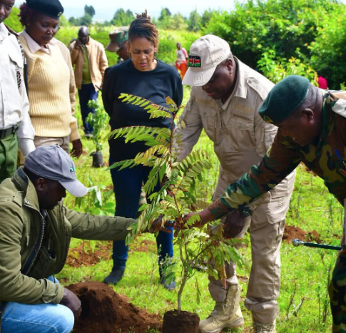State intensifies forest restoration efforts in Loitoktok