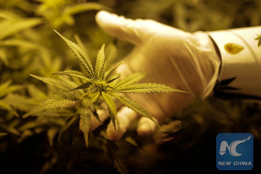 Trump administration reclassifies cannabis as less dangerous