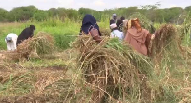 Drought pushes Tana River into modern dairy farming