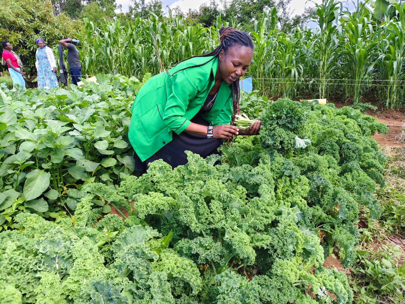 Murang'a rolls out chemical-free meals to schools in new deal with farmers