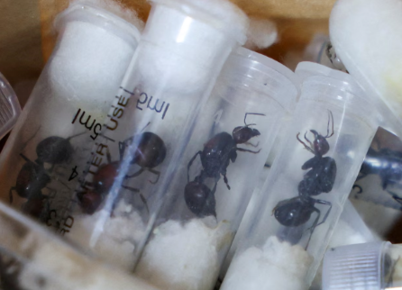 Seizure of 2,000 ants highlights scale of insect trafficking